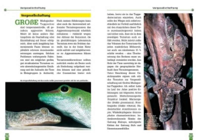 Preview: Der Große Madagaskar-Taggecko